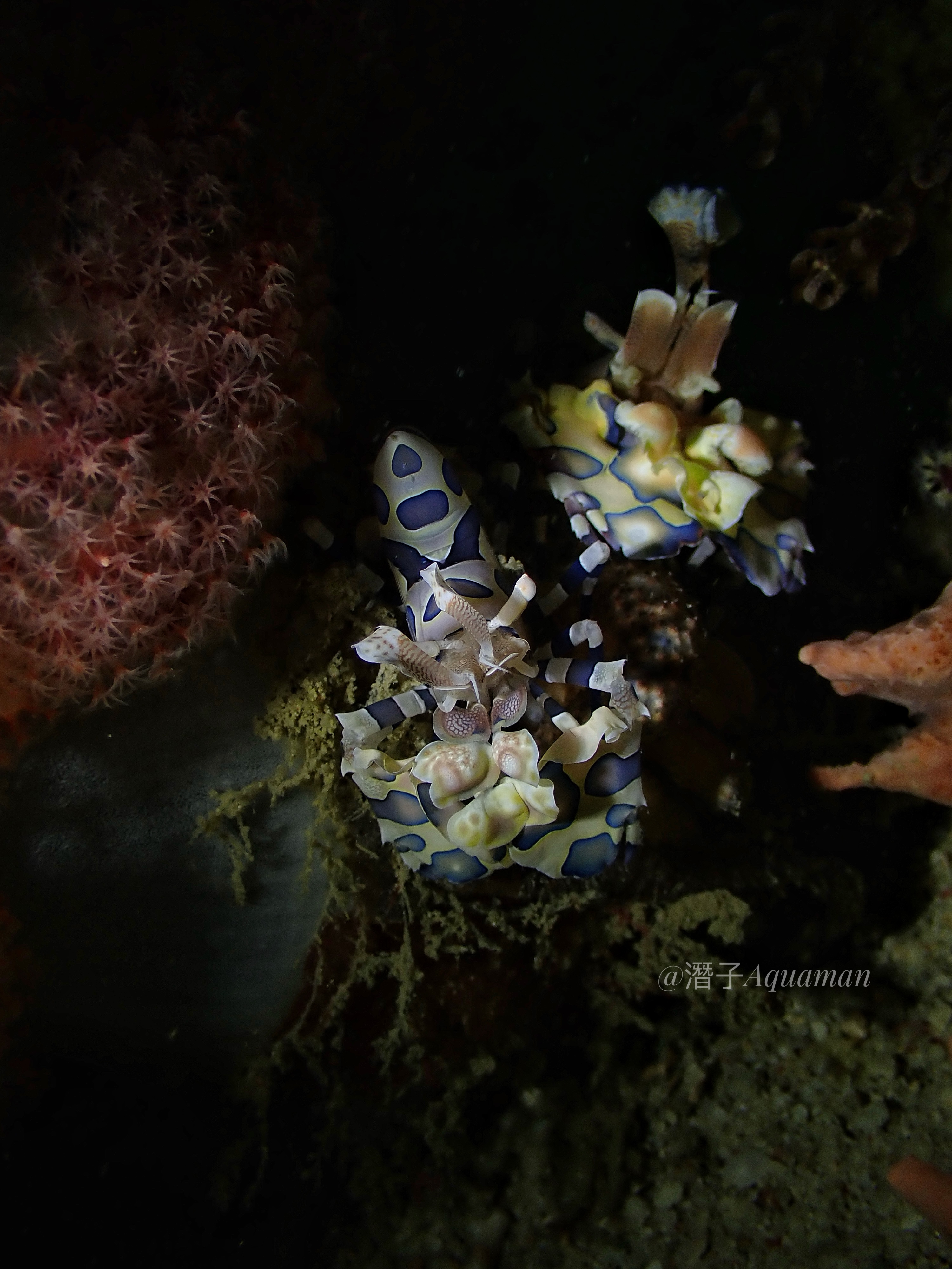 Semporna Marine Life